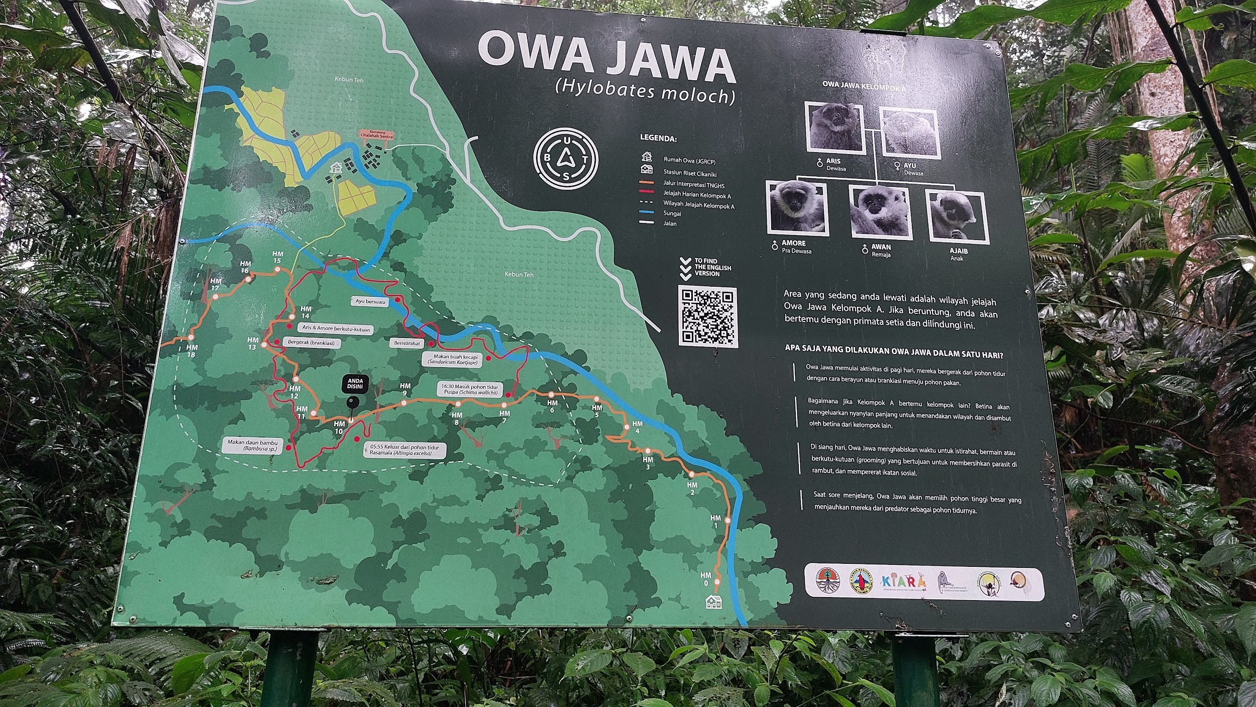 Seri Female Green Camp #2: Berkenalan dengan Keluarga Owa Aris & Ayu di Resor Cikaniki, Taman Nasional Gunung Halimun Salak