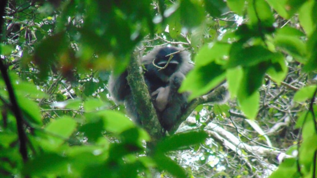Selamat Datang di Hutan Halimun, Bayi Owa!