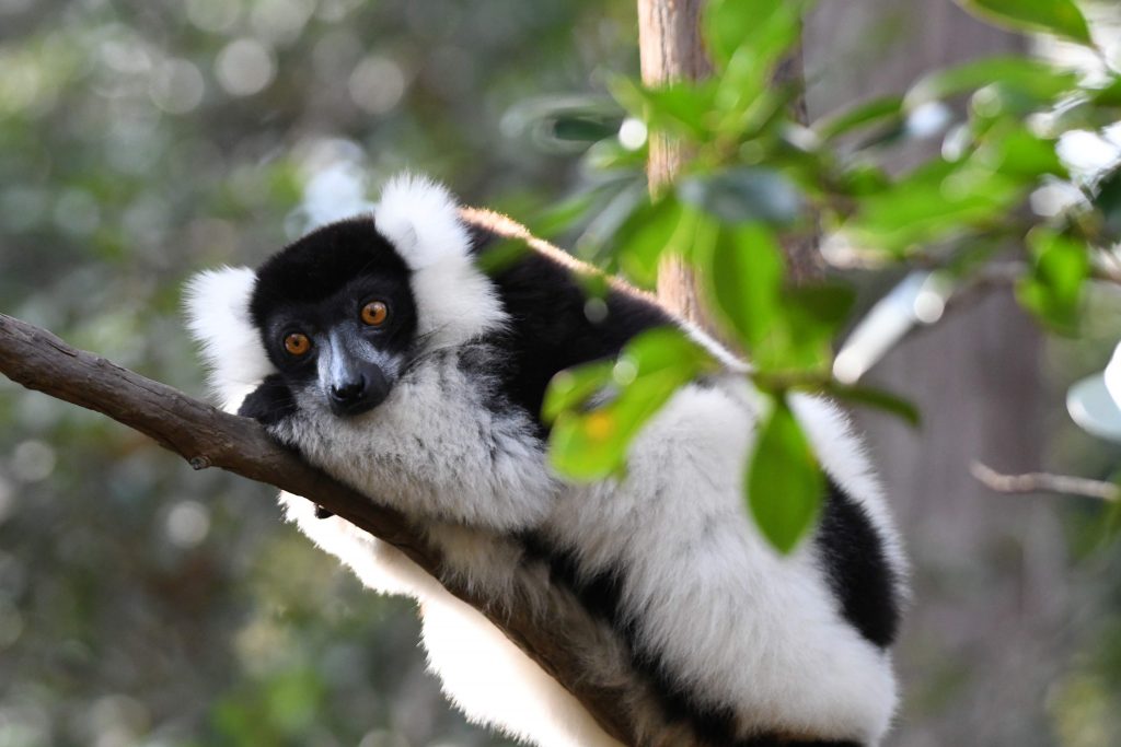 Jejak dari Madagaskar: Catatan Perjalanan di Kongres Internasional Primatologi ke-30 Jejak dari Madagaskar: Catatan Perjalanan di Kongres Internasional Primatologi ke-30