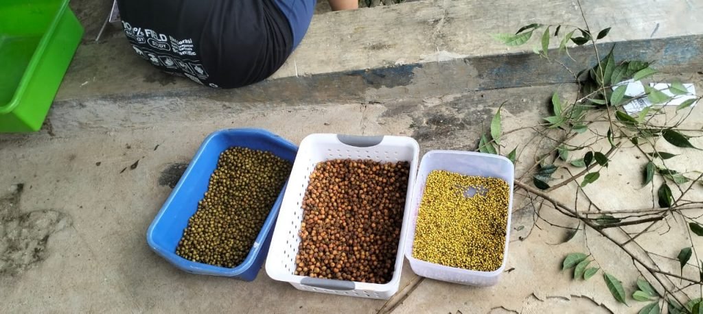 Cilla dan Perjalanan Ficusnya di Kampung Citalahab Sentral Cilla dan Perjalanan Ficusnya di Kampung Citalahab Sentral